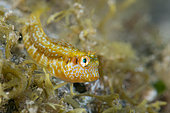 Rock pool blenny (Parablennius parvicornis). Fish of the Canary Islands, Tenerife.