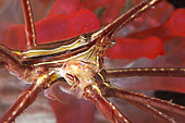 Arrow crab (Stenorhynchus lanceolatus), Marine invertebrates of the Canary Islands, Tenerife.