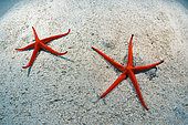 Starfish (Narcissia canariensis). Endemic species. Marine invertebrates of the Canary Islands, Tenerife.