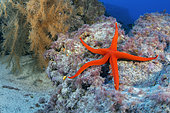 Starfish (Narcissia canariensis). Endemic species. Marine invertebrates of the Canary Islands, Tenerife.