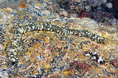 Worm (Eupolymnia nebulosa). Polychaete of about 15 cm that has the body covered with pebbles and fragments of shells that it adheres itself through a mucosa in order to protect itself. The most common is to find it under stones. Invertebrates of the Canary Islands, Tenerife.