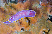 Nudibranch, soft sea slug (Felimida purpurea). Marine invertebrates of the Canary Islands, Tenerife.