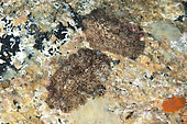 Planaria (Thysanozoon brocchii). Flat worm that lives under stones. It travels by undulations of the body. Marine invertebrates of the Canary Islands, Tenerife.