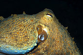 Detail of octopus (Octopus vulgaris). Marine invertebrates of the Canary Islands, Tenerife.