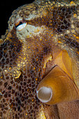 Detail of the eye of an octopus (Octopus vulgaris). Marine invertebrates of the Canary Islands, Tenerife.