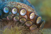 Detail of the tentacles of an octopus (Octopus vulgaris). Marine invertebrates of the Canary Islands, Tenerife.