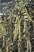 Corylus avellana Contorta