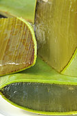Aloe vera (Aloe vera), pulp, Beneficial plant - care - beauty
