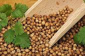 Coriander (Coriandrum sativum) seeds with Coriander leaf in a plate and a wooden spoon - aromatic plant