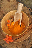Turmeric (Curcuma longa) spice powder and rhizome in a wooden bowl, Azalea flower as decoration