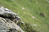Alpine marmot (Marmota marmota) among rocks. Valcolla, former municipality in the district of Lugano in the canton of Ticino, Switzerland