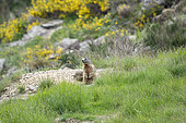 Alpine Marmot (Marmota marmota) standing on front of its burrow. Valcolla, former municipality in the district of Lugano in the canton of Ticino, Switzerland