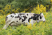 Holstein Friesian cow, Valcolla, former municipality in the district of Lugano in the canton of Ticino, Switzerland