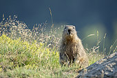 Alpine marmot (Marmota marmota) standing up. Valcolla, former municipality in the district of Lugano in the canton of Ticino, Switzerland