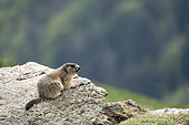 Alpine Marmot (Marmota marmota) sitting on rock. Valcolla, former municipality in the district of Lugano in the canton of Ticino, Switzerland