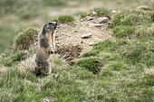 Marmotte des Alpes (Marmota marmota) se dressant et avertissant les autres marmottes en émettant de forts sifflements (cri d'alarme). Valcolla, district de Lugano, canton du Tessin, Suisse.