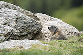 Alpine Marmot (Marmota marmota) emerged from burrow and warming up. Valcolla, former municipality in the district of Lugano in the canton of Ticino, Switzerland