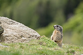 Alpine marmot (Marmota marmota) standing up. Valcolla, former municipality in the district of Lugano in the canton of Ticino, Switzerland