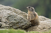 Alpine marmot (Marmota marmota) standing up on a rock. Valcolla, former municipality in the district of Lugano in the canton of Ticino, Switzerland