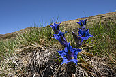 Alpine Gentiana (Gentiana alpina) this subspecies of the gentian represents a typical mountain flower. Valcolla, former municipality in the district of Lugano in the canton of Ticino, Switzerland