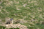 Alpine Marmot (Marmota marmota) exiting of its burrow. Valcolla, former municipality in the district of Lugano in the canton of Ticino, Switzerland