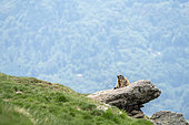 Alpine marmot (Marmota marmota) warming up on a rock. Valcolla, former municipality in the district of Lugano in the canton of Ticino, Switzerland
