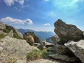 Alpine marmot (Marmota marmota) among rocks. Valcolla, former municipality in the district of Lugano in the canton of Ticino, Switzerland