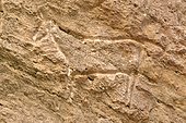Stone Age rock carving in the UNESCO World Heritage site of Gobustan with about 6, 000 rock carvings up to 40, 000 years, near the district town of Gobustan on the Caspian Sea, Azerbaijan, Caucasus, Middle East, Asia