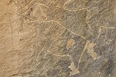 Stone Age rock carving of an ox in the UNESCO World Heritage site of Gobustan with about 6, 000 rock carvings up to 40, 000 years, near the district town of Gobustan on the Caspian Sea, Azerbaijan, Caucasus, Middle East, Asia