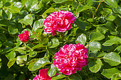Rosa 'Pink Swany', Rosa 'Les Quatre Saisons' Breeder : Meilland (FRA) 2003