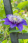 Early large-flowered clematis, Clematis 'Multi Blue