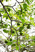 The Poison Apple tree (Hippomane mancinella) is dangerous for men. Galapagos archipelago. Ecuador.