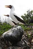 Grant boobies (Sula granti) also known as Nazca boobies. Island of Espanola. Galapagos archipelago. Ecuador.