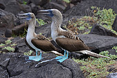 Couple of Blue-footed boobies (sula nebouxii). Galapagos Archipelago. Ecuador.