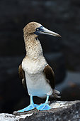Blue-footed booby (Sula nebouxii). Galapagos Archipelago. Ecuador.
