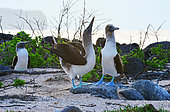 Mating parade of blue-footed boobies (Sula nebouxii). Galapagos Archipelago. Ecuador.