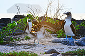 Mating parade of blue-footed boobies (Sula nebouxii). Galapagos Archipelago. Ecuador.