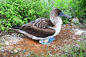Blue footed booby (Sula Nebouxii) upon its eggs on the ground. Galapagos archipelago. Ecuador.
