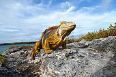 The Land Iguana (Conolophus subcristatus) can only be found on the islands of Fernandina, Isabela, Santa Cruz, Plaza Sur, Seymour North, Baltra and Santa Fe. Galapagos Archipelago. Ecuador.