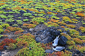 Couple of swallow-tailed gull (Creagrus furcatus) nesting. It is an endemic specy to the Galapagos. Galapagos archipelago. Ecuador.
