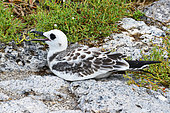 Young swallow-tailed gull (Creagrus furcatus) nesting. It is an endemic specy to the Galapagos. Galapagos archipelago. Ecuador.