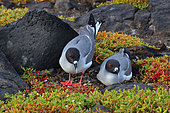 Couple of swallow-tailed gull (Creagrus furcatus) nesting. It is an endemic specy to the Galapagos. Galapagos archipelago. Ecuador.