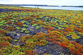 The island of Espanola is covered with Carpetweed (Sesuvium edmonstonei), Galapagos archipelago, Ecuador.