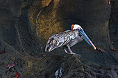 Galapagos brown pelican (Pelecanus occidentalis urinator). Galapagos archipelago. Ecuador.