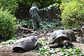 Feeding the Giant tortoises (Chelonoidis sp) at the Charles Darwin research center. Puerto Ayora. Island Santa Cruz. Galapagos archipelago. Ecuador.