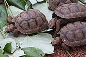Young Giant tortoises (Chelonoidis sp) eating at the Charles Darwin research center. Puerto Ayora. Island Santa Cruz. Galapagos archipelago. Ecuador.