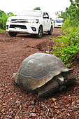Giant tortoise (Chelonoidis sp) crossing a road with cars. Island Santa Cruz. Galapagos archipelago. Ecuador.