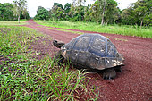 Giant tortoise (Chelonoidis sp) crossing a road. Island Santa Cruz. Galapagos archipelago. Ecuador.