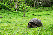The Giant tortoises are divided in ten sub-species coming from the main specie Chelonoidis nigra. All are endemic to the Galapagos. Galapagos archipelago. Ecuador.