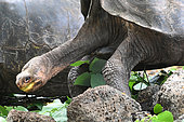 Giant tortoises (Chelonoidis sp) eating at the Charles Darwin research center. Puerto Ayora. Island Santa Cruz. Galapagos archipelago. Ecuador.